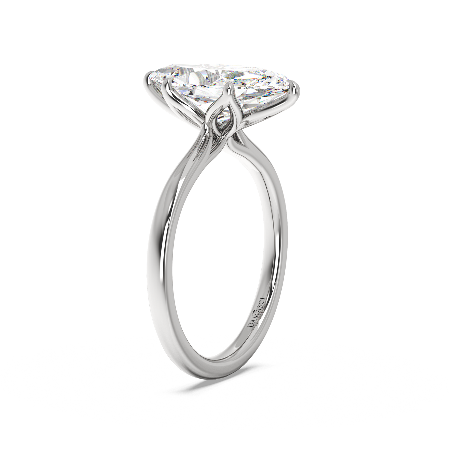 white-dutch marquise