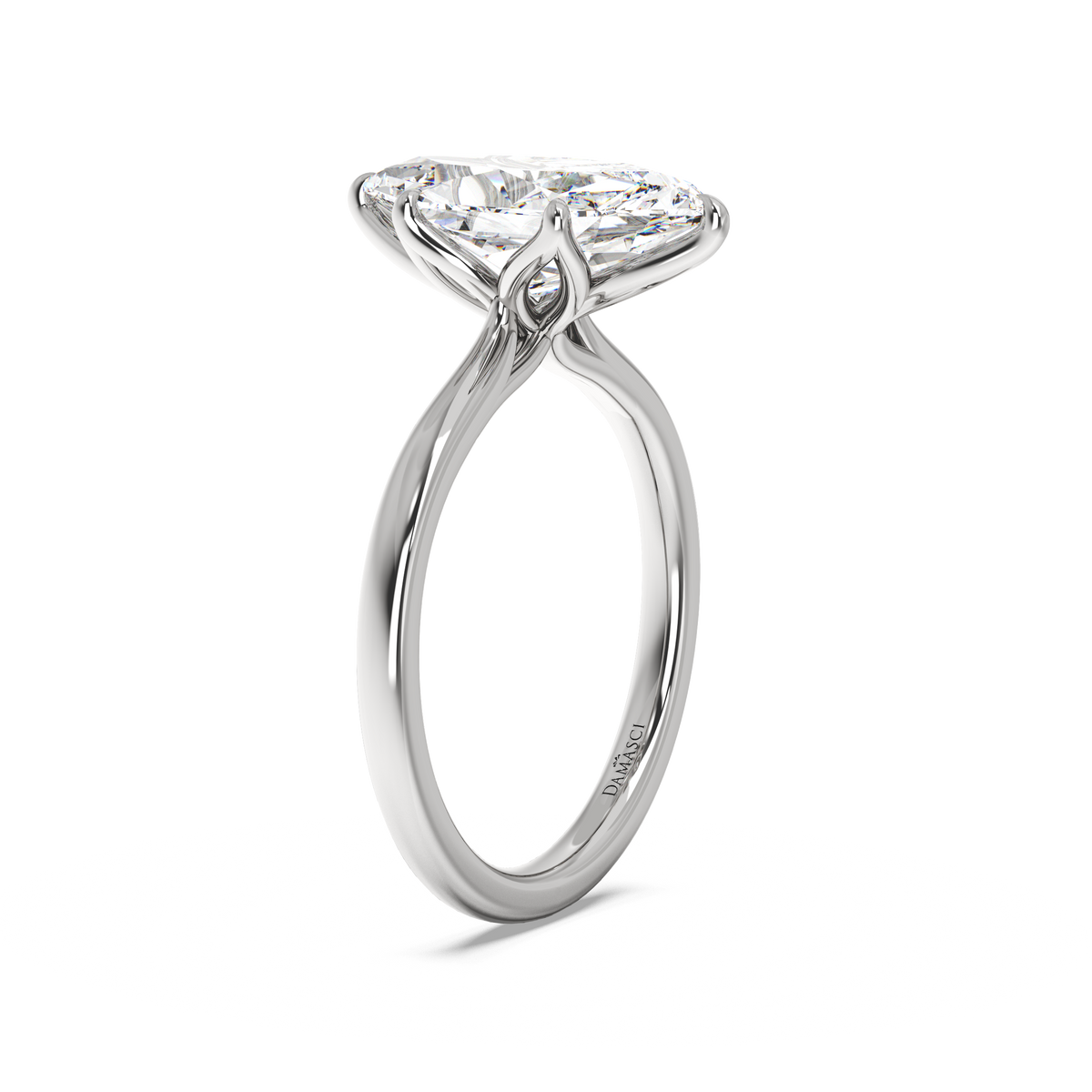 white-dutch marquise