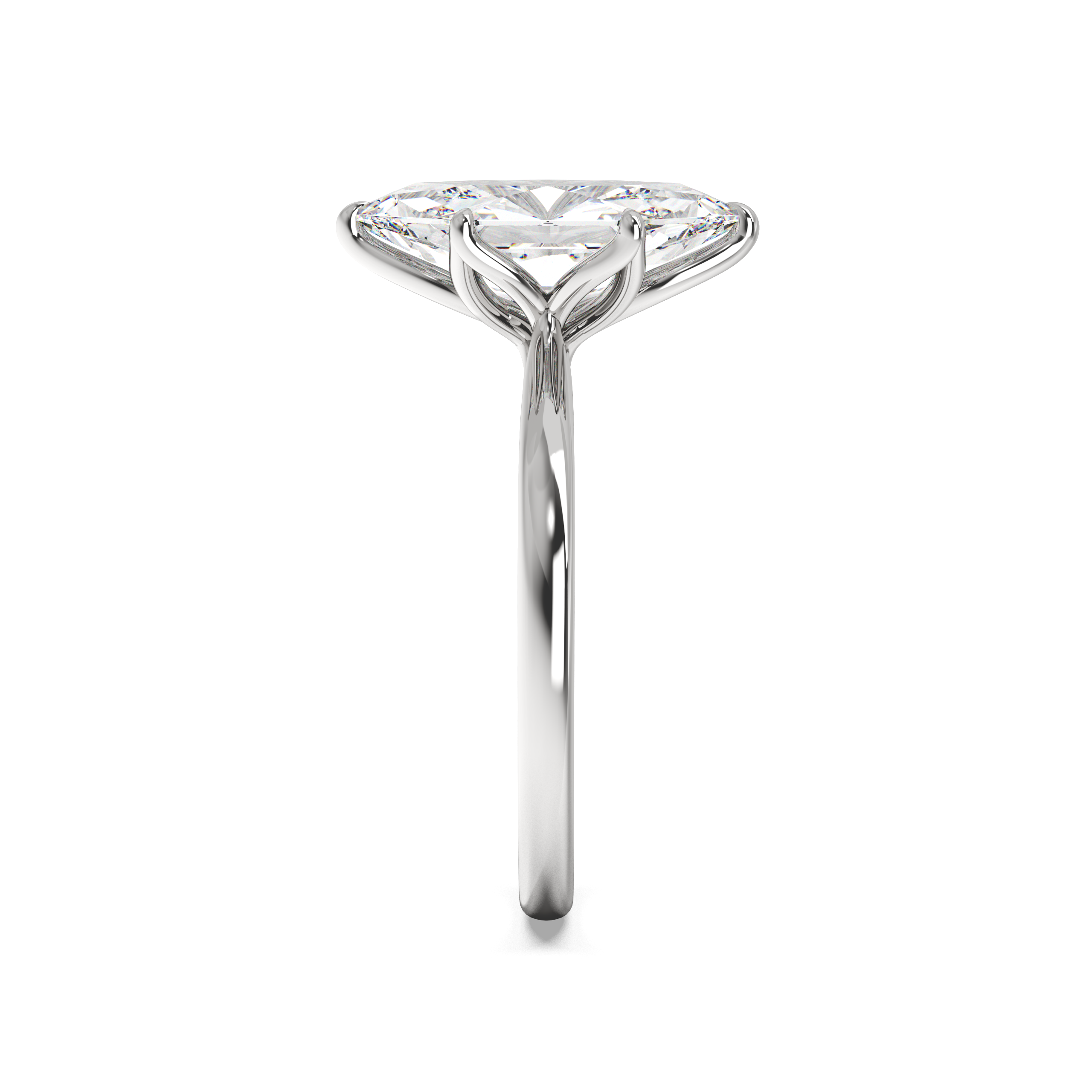 white-dutch marquise